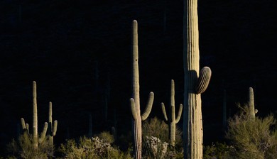 Archaeological Sites in Arizona Face a Threat: Border Wall Construction