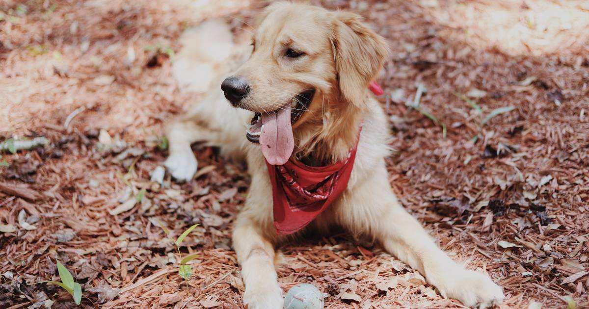 Familie klont Hund &quot;Marley&quot;, weil er schwangerer Frau das Leben rettete