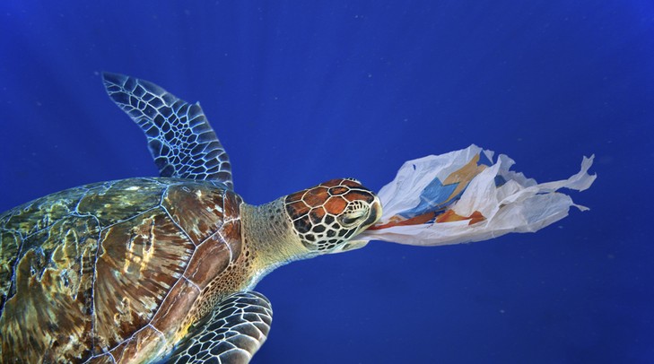 A teknős egy műanyag zacskóval viaskodik: a „se lenyelni, se kiköpni nem tudja” szólás itt különösen szomorú értelmet nyer/ Fotó: profimedia