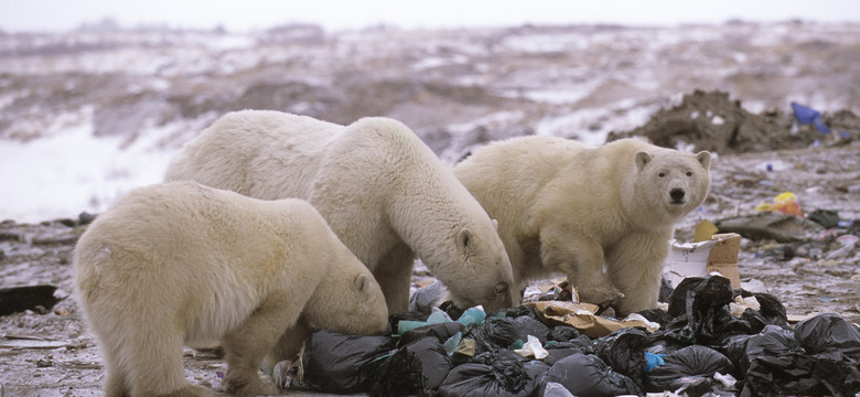 25 proc. diety niedźwiedzi polarnych to plastik. "Zaczną umierać"