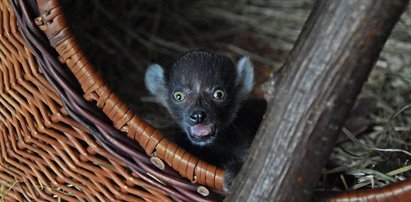 Sensacja w Zamościu! Zdumiewające odkrycie pracowników zoo