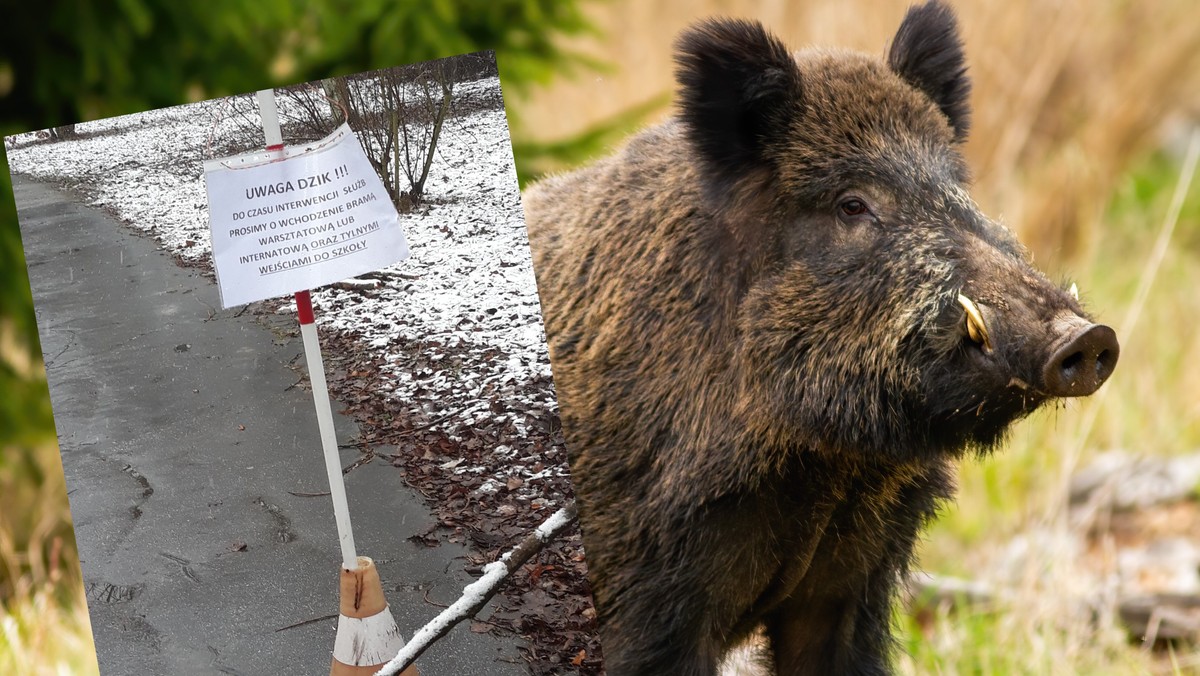 Kraków: Dzik przeszkodził maturzystom. Wejście do szkoły zablokowane