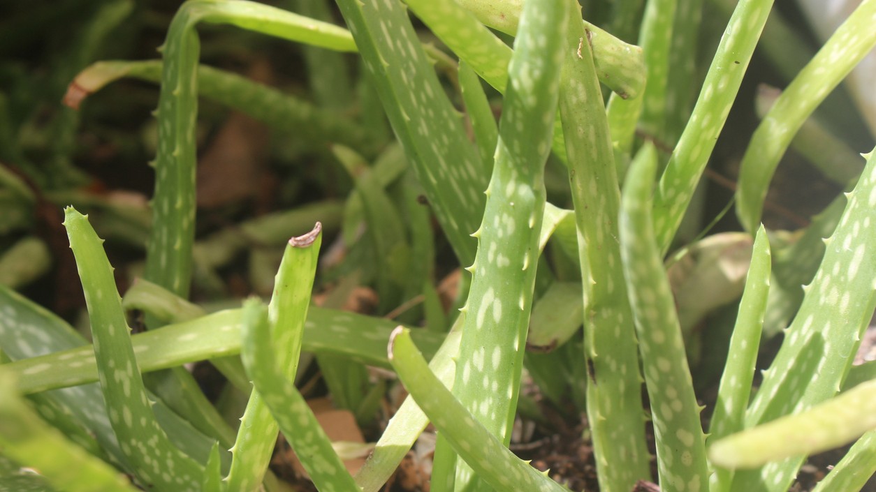 Aloe prezrádza svoju nespokojnosť rýchlo – listy strácajú farbu a rastlina slabne.