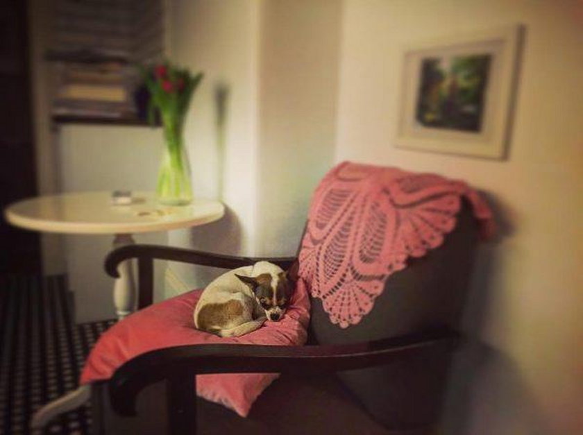 Pies Marty Kaczyńskiej uwielbia odpoczywać na tym fotelu