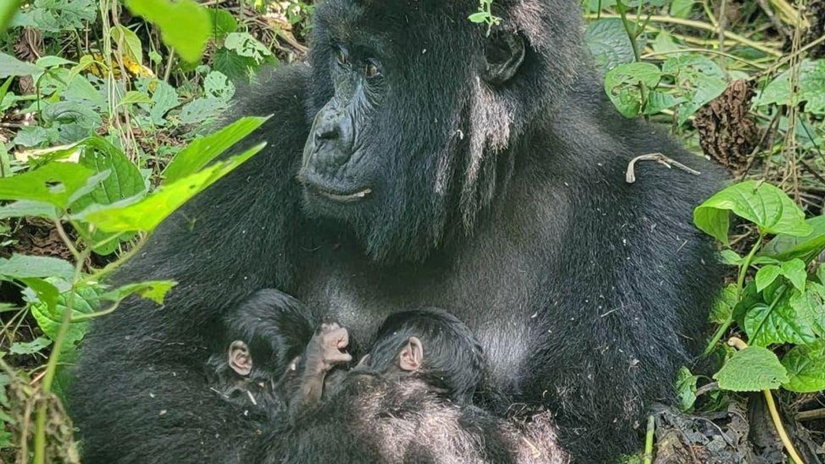 BBC | Foto: Virunga National Park