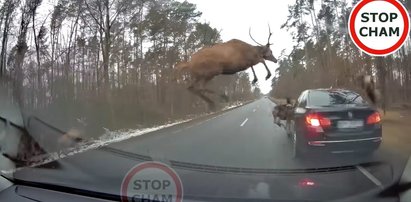 Jechali drogą przez las, aż tu nagle... Nagranie wprawia w osłupienie!