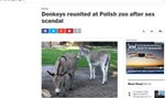 Washington Post o osłach z Poznania