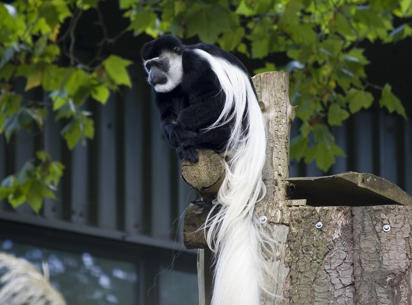 Sekretne życie zoo