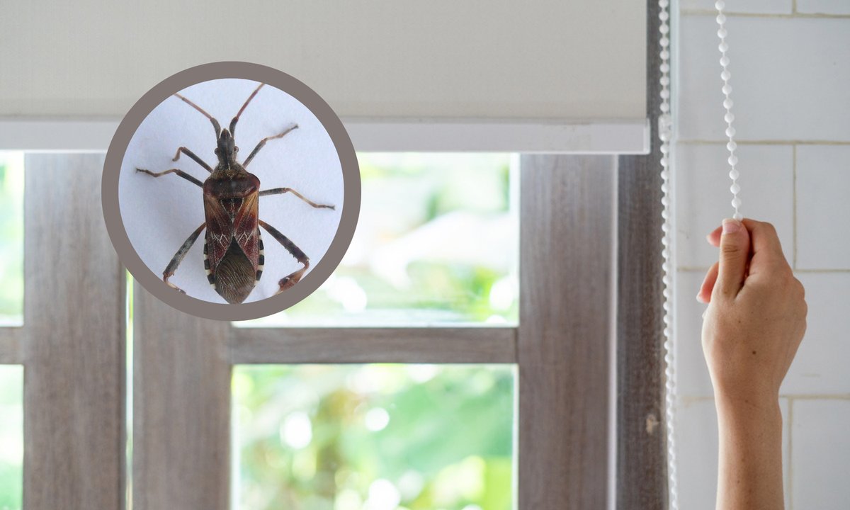 Jesienią wdziera się do naszych mieszkań. Wydziela śmierdzący zapach. Tak go odstraszysz