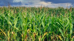 Janusz Kowalski: Polska wystąpi z wnioskiem o przywrócenie ceł na ukraińską kukurydzę