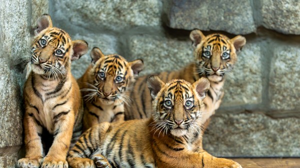 Tygryski są cudowne!