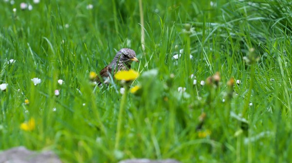 W tym roku, podobnie jak w ubiegłych latach, Zarząd Zieleni Miejskiej ogranicza intensywność koszenia trawników na zarządzanych przez siebie terenach.