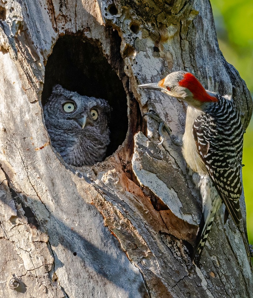 "You're Not My Mother" fot. Randy Herman 