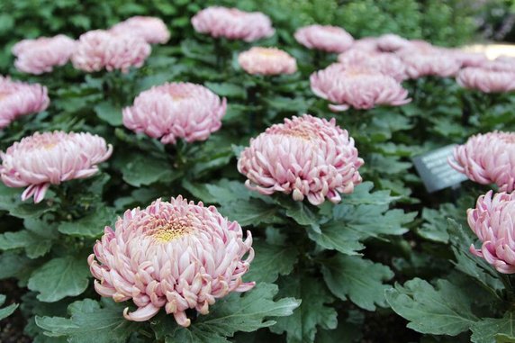 Chryzantema wielokwiatowa, łac. chrysanthemum morifolium