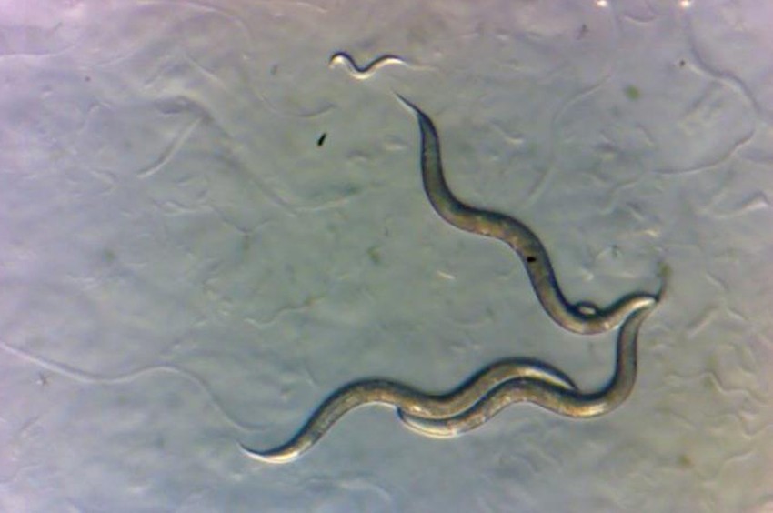 Nematode