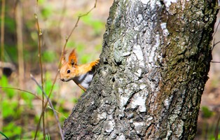 WWF: W ciągu ostatnich 20 lat na świecie odrosły lasy wielkości Francji. To za mało, by wyrównać straty