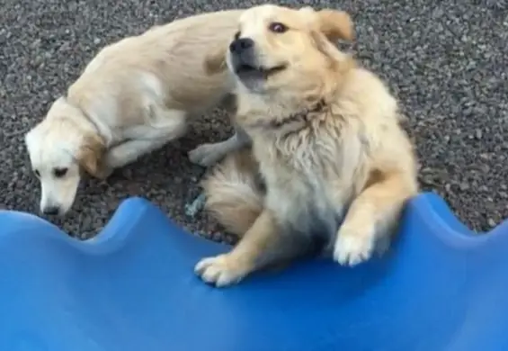 Golden Retriever próbuje wejść na zjeżdżalnię. Nie wie, że to niemożliwe