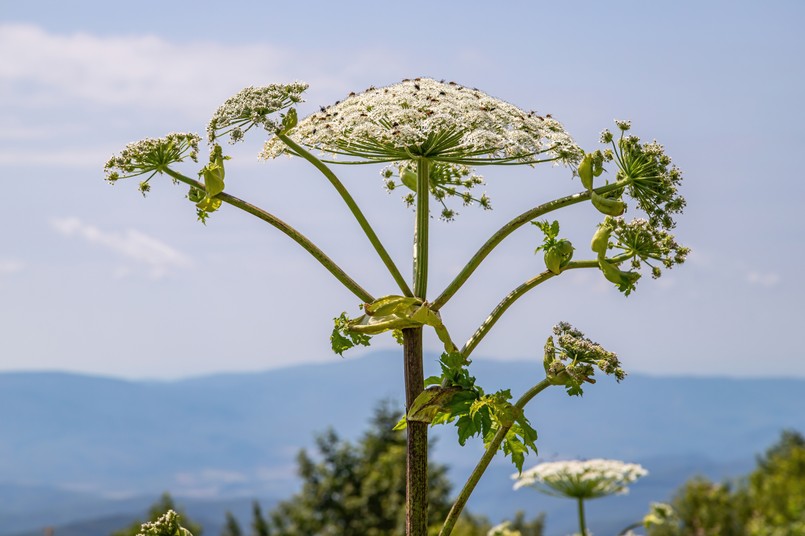 Barszcz Sosnowskiego, rośliny trujące, Heracleum sosnowskyi