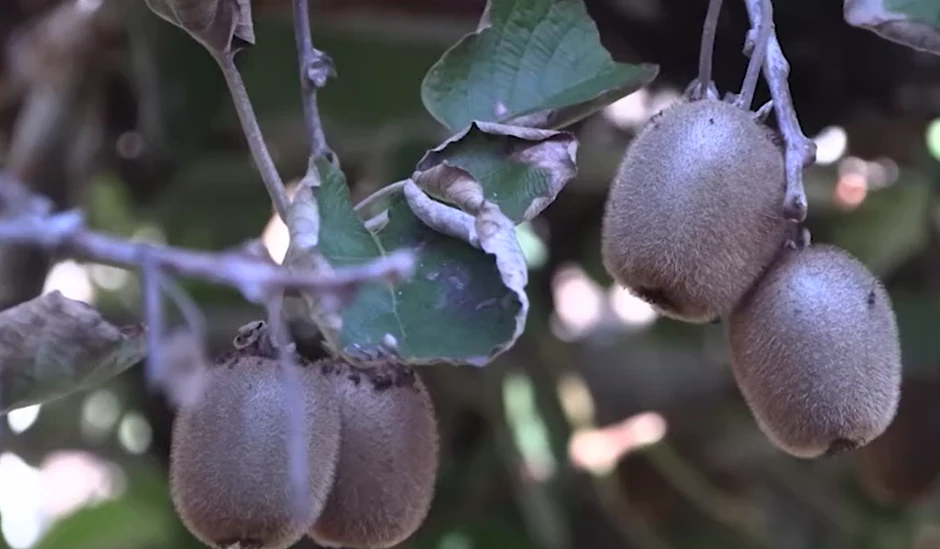 Komsinica planira da napravi džem od kivija