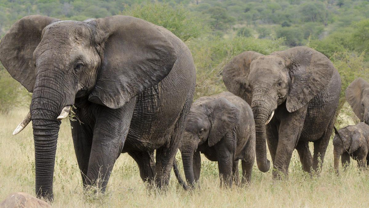 Słonie afrykańskie 