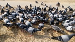 Jak odstraszyć gołębie z balkonu? Jest kilka skutecznych sposobów