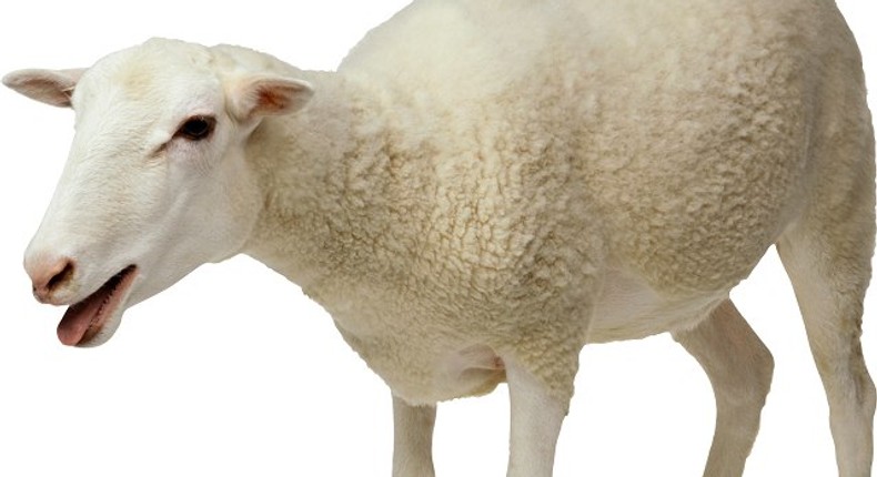 Sex with sheep