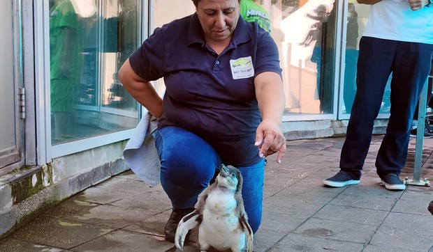 Beba pingvin u Beo zoo vrtu