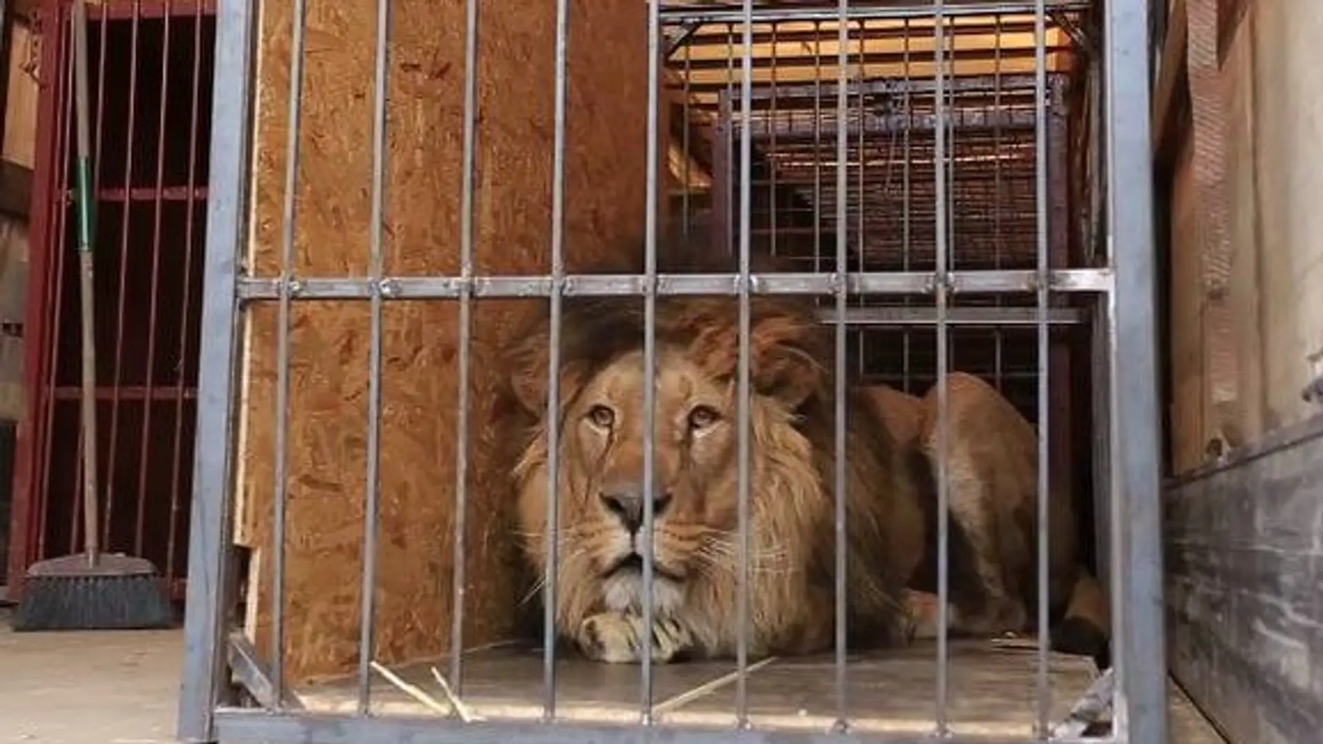 Lwy i tygrysy z zoo w Charkowie uratowane. Rozważano ich uśpienie