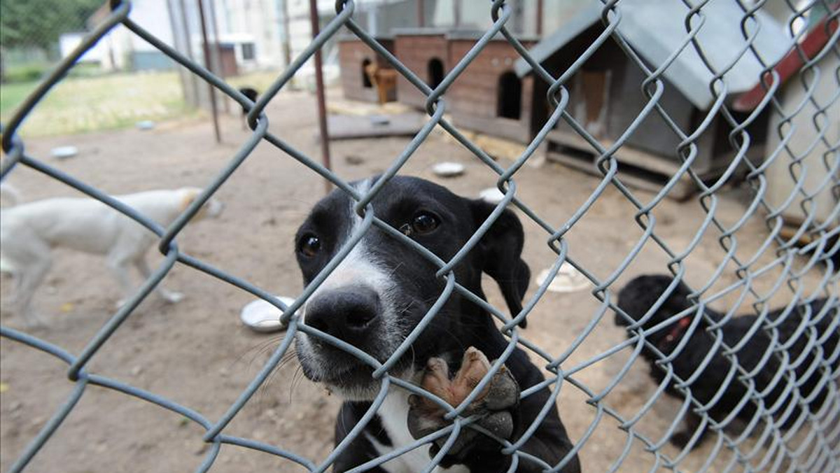 Psie becikowe - czyli pieniądze dla osób, które adoptują psa ze schroniska - to pomysł władz gminy wiejskiej Ostróda na rozwiązanie problemu bezpańskich zwierzaków. Gmina, która sama boryka się z biedą i bezrobociem ludzi, jest tym razem niezwykle hojna - za przygarnięcie jednego psa funduje aż tysiąc złotych!