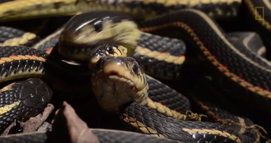 Like all other snakes, red-sided garters are cold-blooded. During the winter, when the temperatures drop to below freezing, they hibernate for eight months.