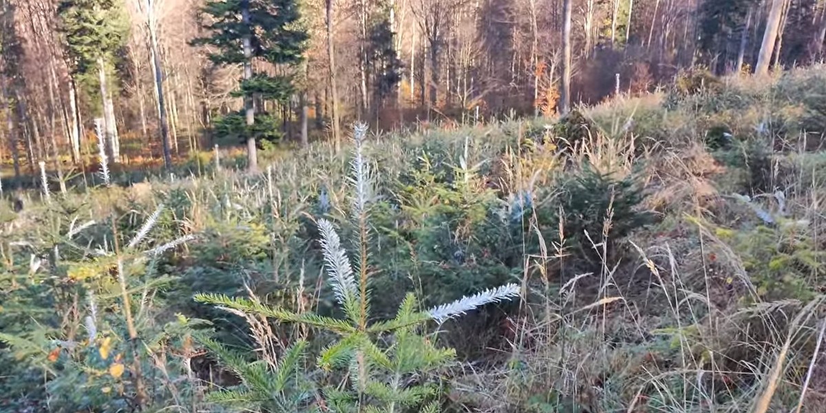 Ustrzyki Dolne. Leśnicy zabezpieczają młode drzewka przed zwierzyną