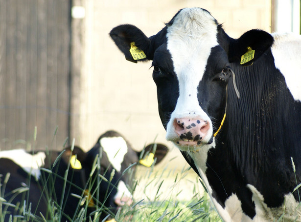 Krowy, które mają imiona, dają więcej mleka