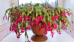 Kwiat grudnik - jak dbać i podlewać, aby zakwitł w grudniu na Boże Narodzenie