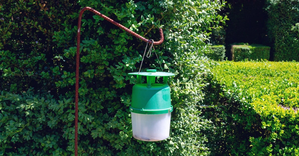 Powieś to na bukszpanie, a ćma bukszpanowa przestanie Ci zjadać krzewy. To prosty i niezwykle skuteczny trik