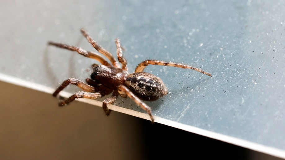 Najčastejší návštevník ľudských obydlí.