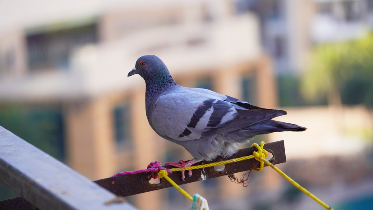 Gołębie będą omijać twój balkon z daleka. Zrób tylko tę jedną, prostą rzecz