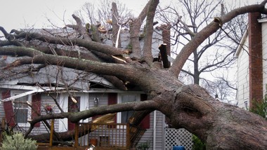 wycinka drzew - przepisy 2026. czy można wyciąć suche drzewo bez zezwolenia na własnej działce? czy trzeba mieć pozwolenie na wycięcie suchego drzewa? nowe przepisy ustawa o ochronie przyrody zgłoszenie gov 2026