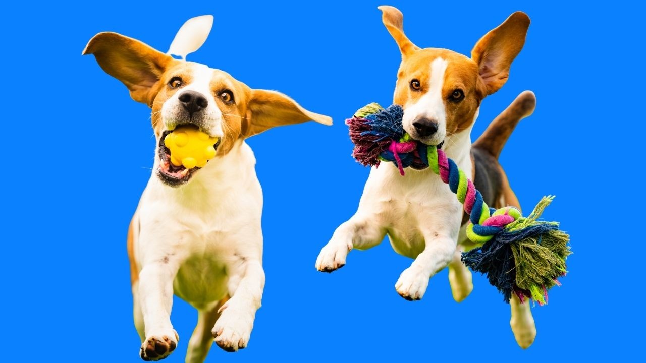 Ak vám pes nosí predmety zbystrite, možno vôbec nejde o hru.