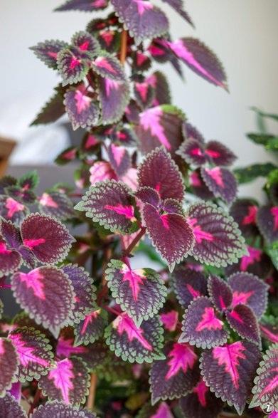 Koleus (Coleus)