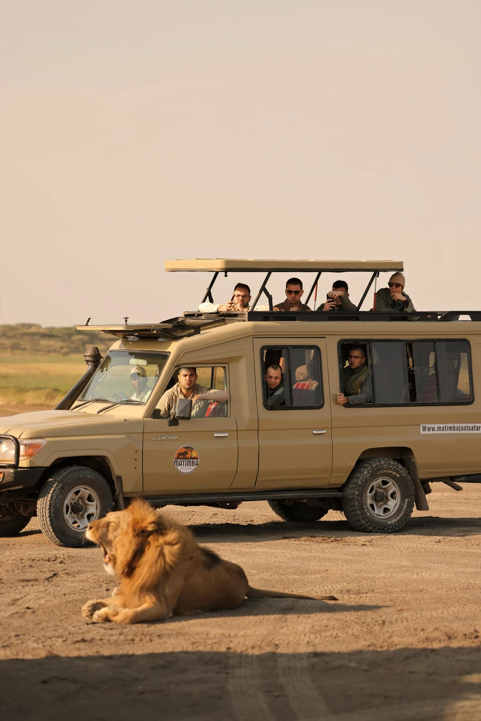 Lav i ne primećuje vozilo