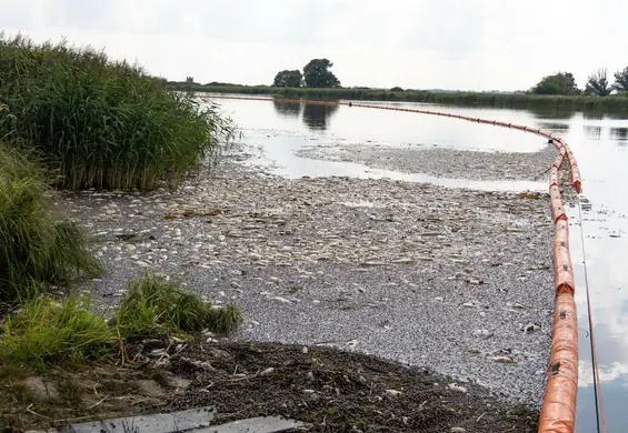 Niezależny raport po katastrofie na Odrze. Szokująco duże liczby