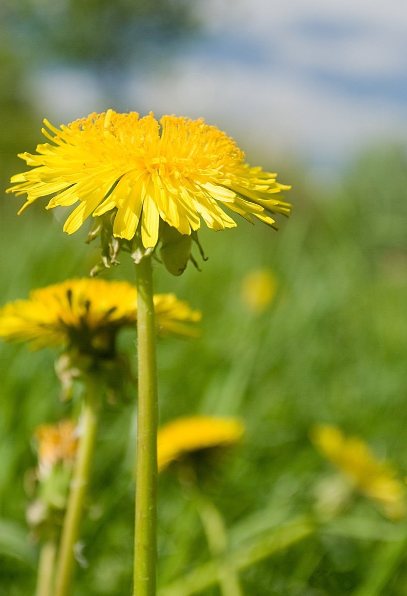 Mniszek pospolity (łac. Taraxacum officinale) na apetyt