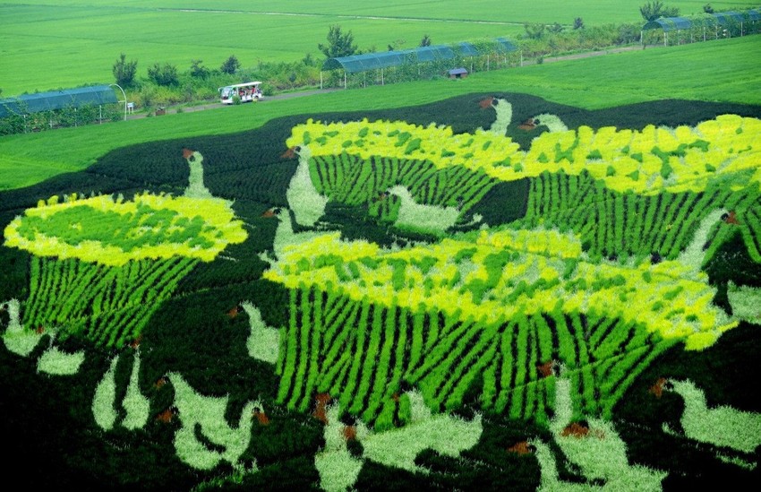 Potrebno je mnogo truda da bi se obično pirinčano polje pretvorilo u umetničko delo