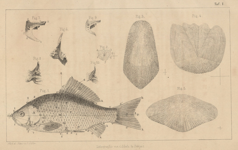 Rycina autorstwa Benedykta Dybowskiego (1862 r.) 