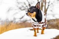 Nagłe przyjście zimy? Sprawdzamy ciepłe ubranka dla psów