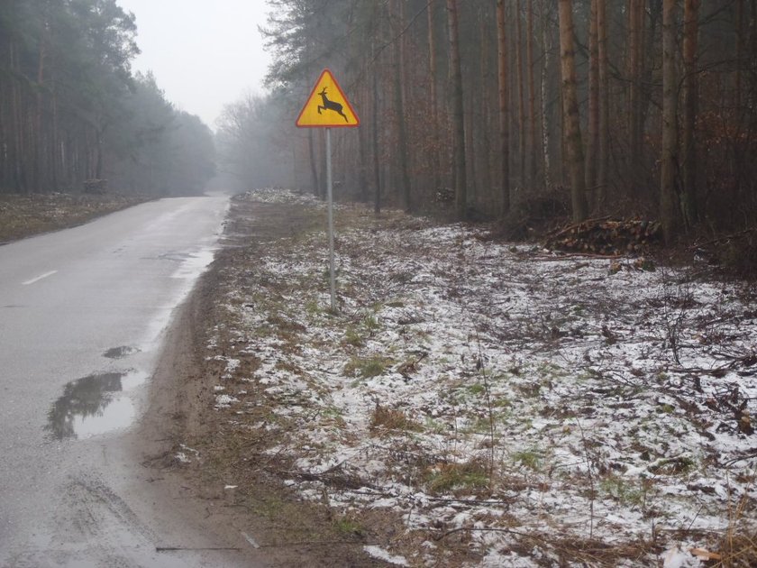 Nowy parking leśny