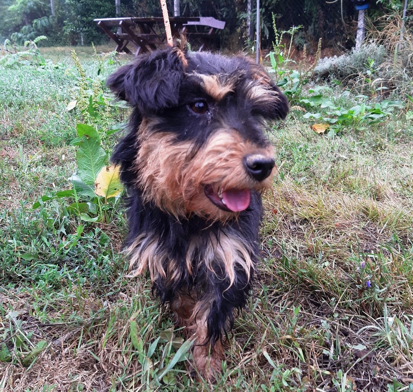 Teri je stara godinu i po dana