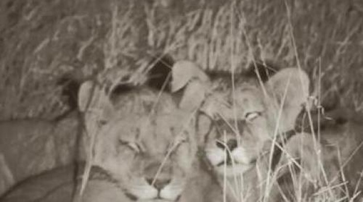 Befogadta a falka a meggyilkolt Cecil oroszlánkölykeit - Fotó!
