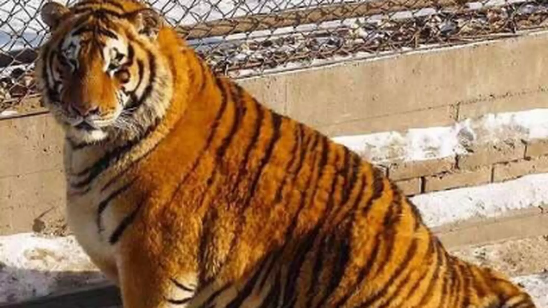 Zoo przekarmiło tygrysy? "Wyglądają na otyłe, bo niekorzystnie wyszły na zdjęciu"
