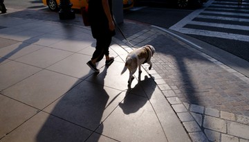 Ministerstwo Sprawiedliwości tłumaczy, kiedy właściciel nieupilnowanego psa odpowiada za wykroczenie, a kiedy za przestępstwo